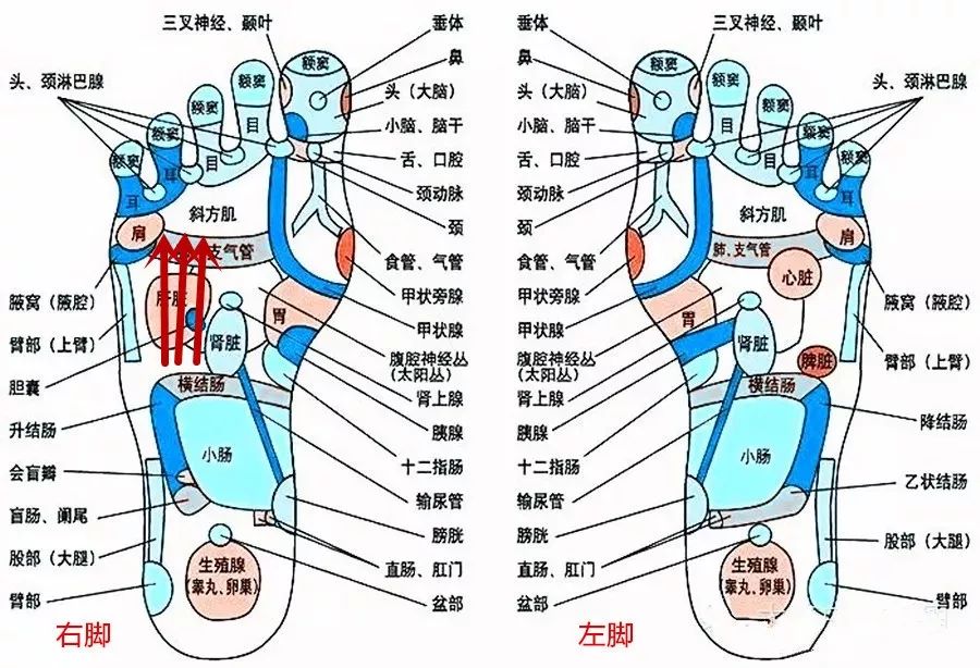 大腦之後就是肝膽,把足底的肝膽反射區壓著向前推,把它疏通.