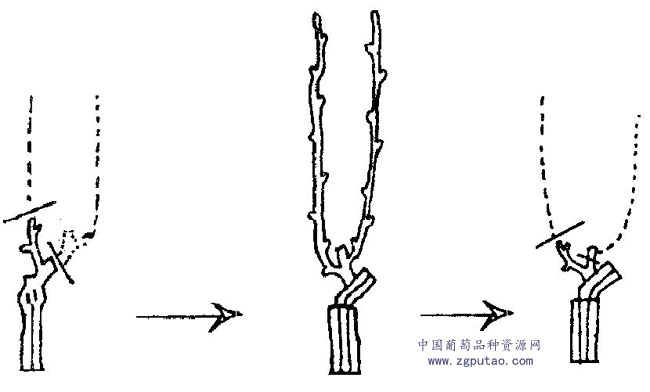 独龙葡萄剪枝技术图图片