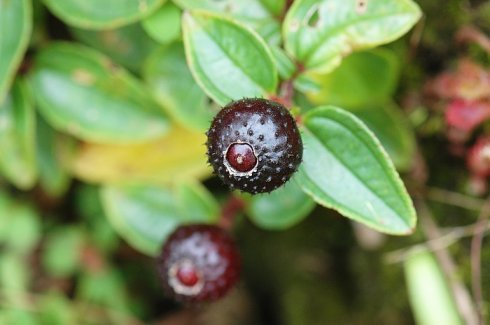 野外可食用植物大全