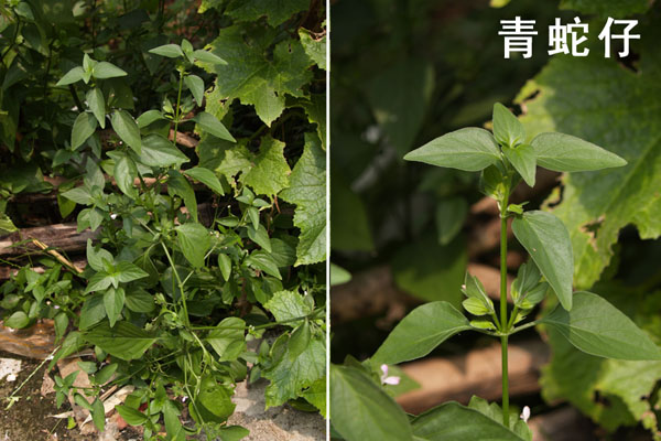 野外可食用植物大全