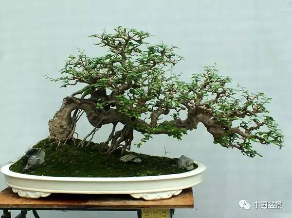 盆景布局疏密得当方能别有情趣