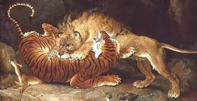 狮子和老虎之间爆发了一场激烈的战争,到了最后,两败俱