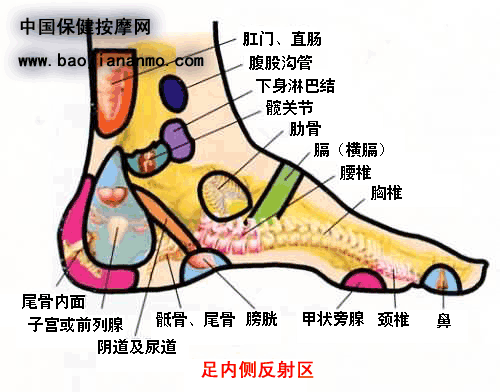 足外側反射區圖足背部反射區圖足底部反射區圖足內側反射區圖1 ,大腦