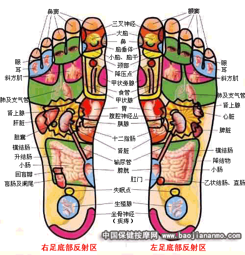 足部反射区图足底单点位置及治病详解