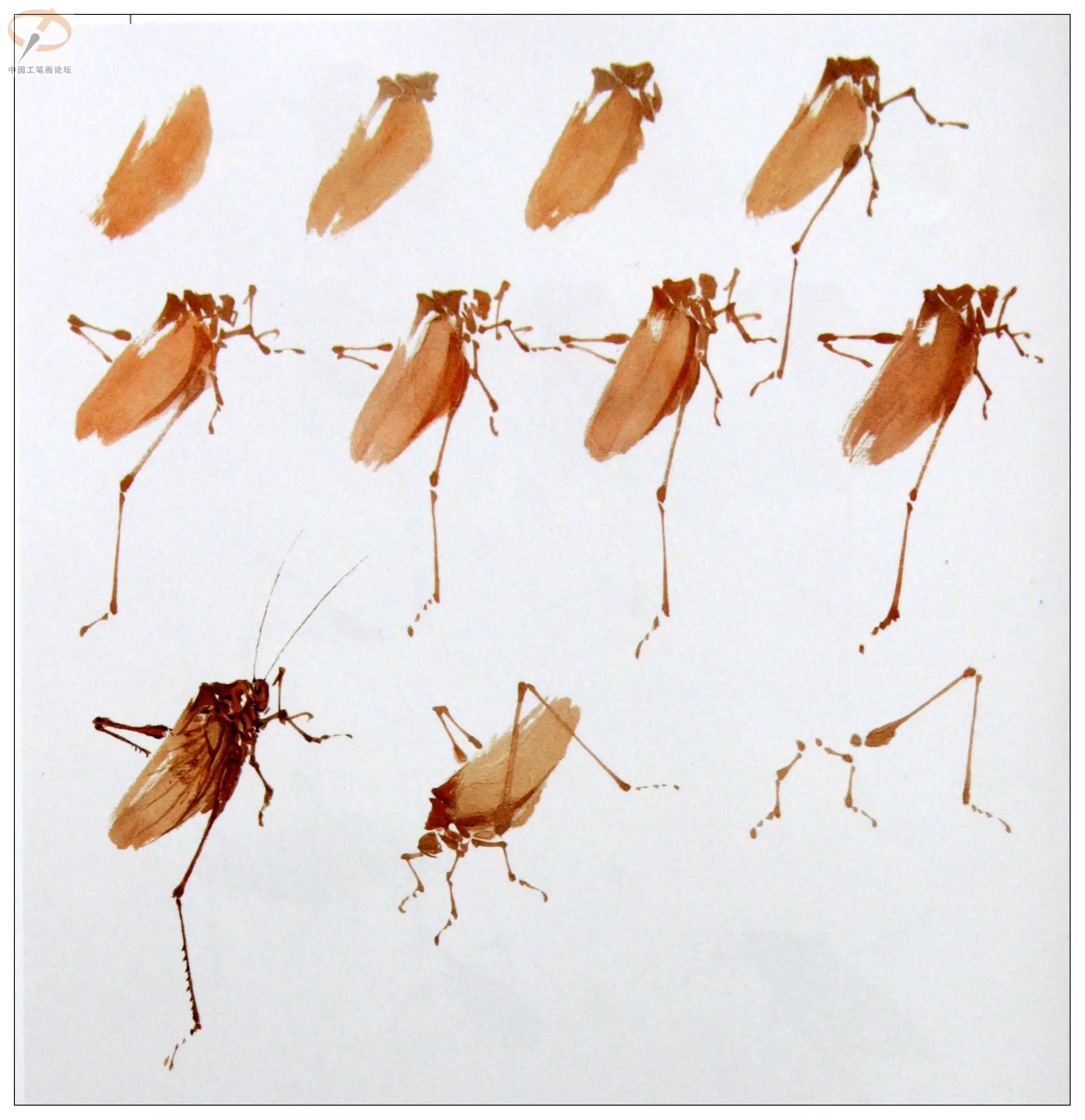 大师教你画草虫