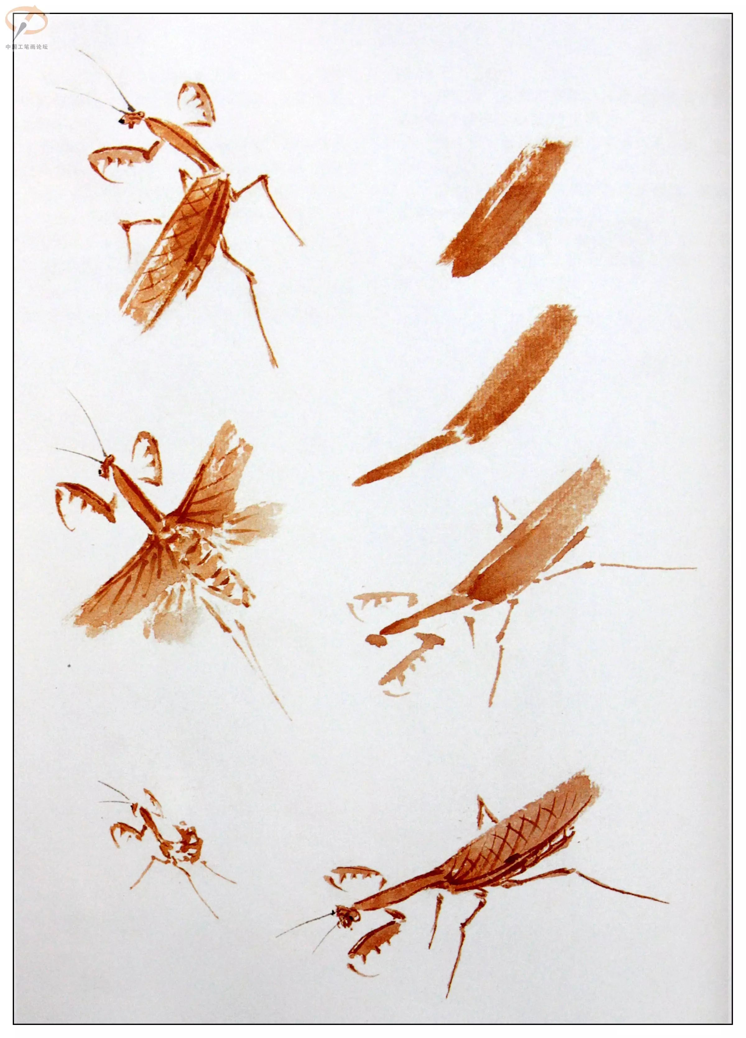 大师教你画草虫