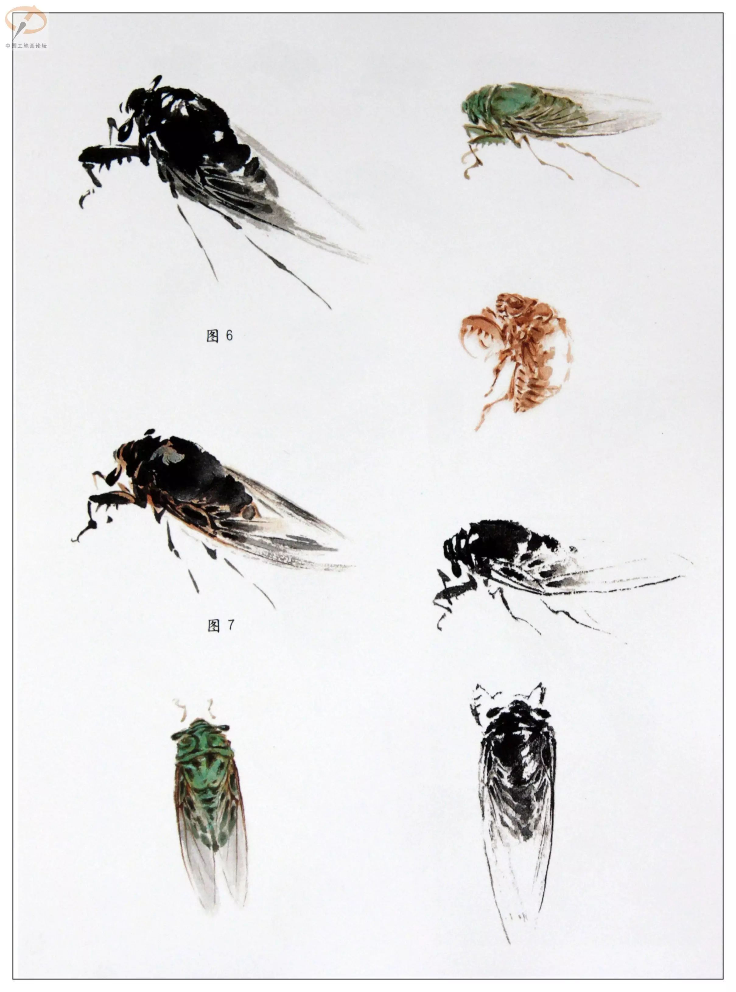 大师教你画草虫