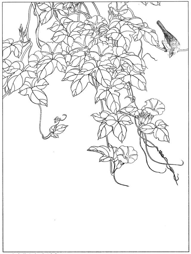 【赏图阁】花鸟工笔白描100张,难得的好资料