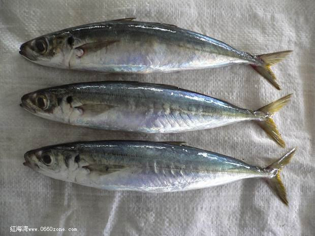 市场的鱼你认得多少赶快收藏吧