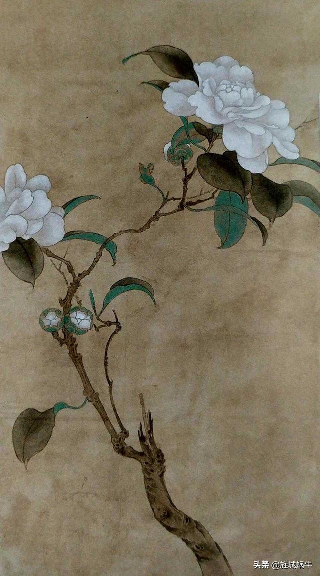 "一支白色山茶花"工笔分染步骤