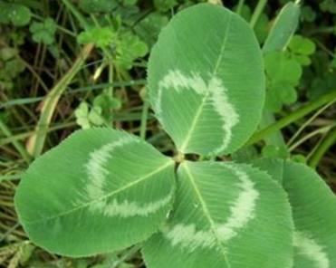 农村一种野菜能有效治癫痫硬结肿块痔疮出血不愧为黄金野菜