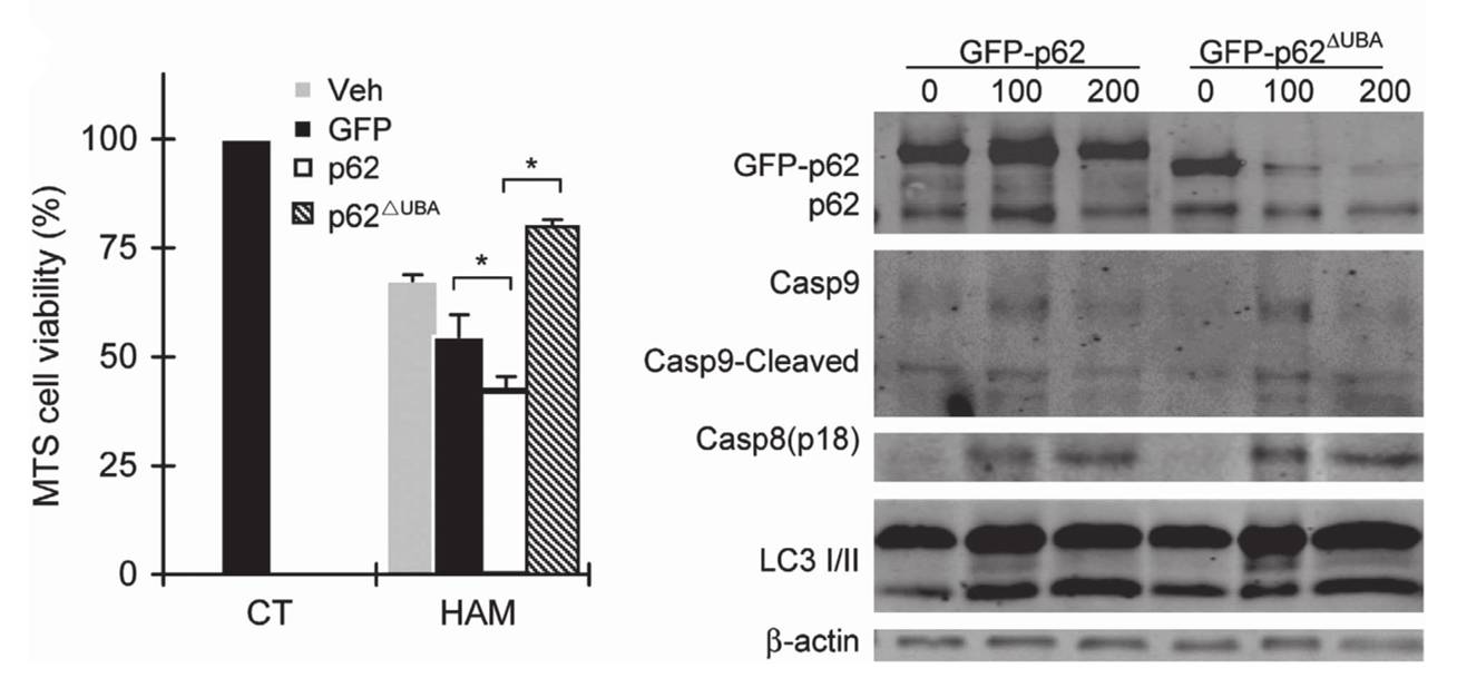 一个挑起自噬与凋亡大梁的蛋白p62