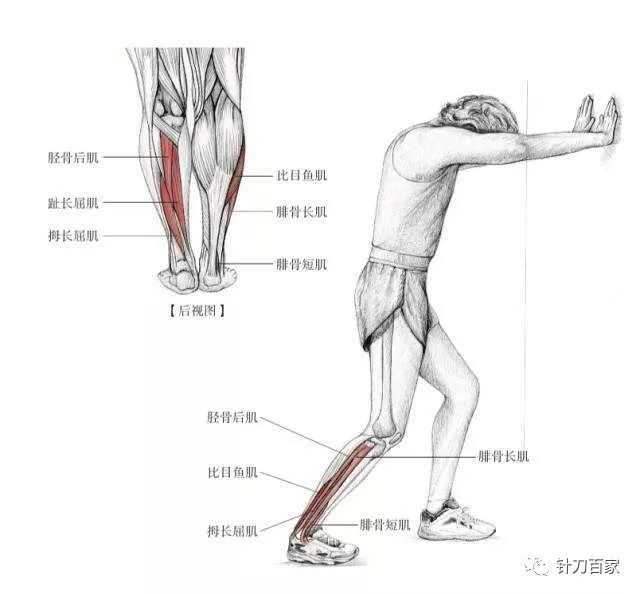 比目鱼肌作用图片