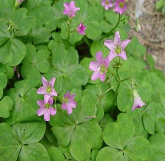 潮汕青草药别名大全1