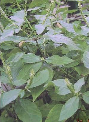 ⑥治湿疥:臭黄藤叶,漆大菇,橄榄叶,紫苏叶各适量,水煎,洗患处.