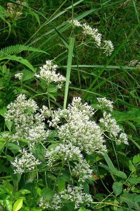 潮汕青草药别名大全1