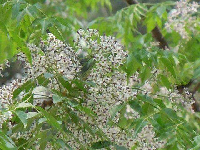 潮汕青草药别名大全1