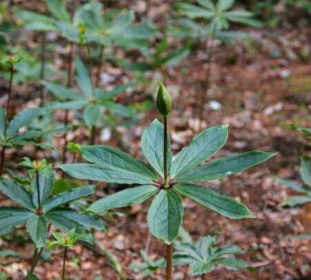 潮汕青草药别名大全1