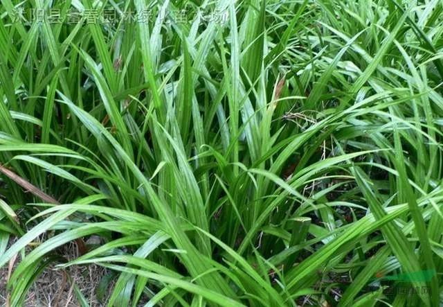 潮汕青草药别名大全1