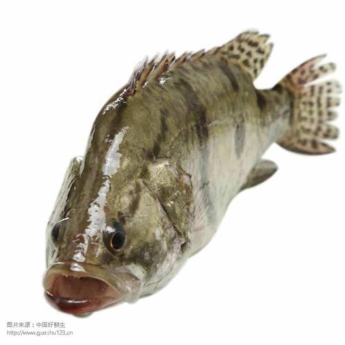 季鱼少骨炒片最佳