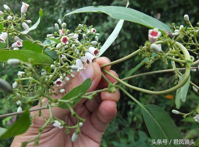 常攀援於其他植物或岩石上生長.雞屎藤的全草及根和果實均可供藥用.