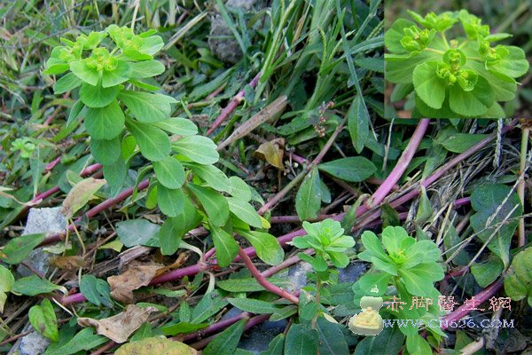 中草药图片大全 >> 皮肤科 >>疔疮疱疹用药篇 - 好网角收藏夹