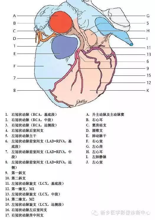 超详细的胸部血管解剖 标注,建议收藏!