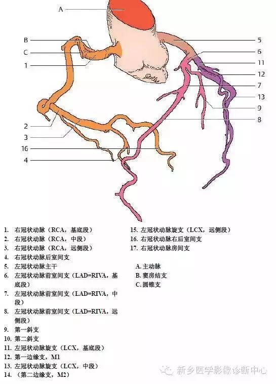 乳内动脉解剖图图片