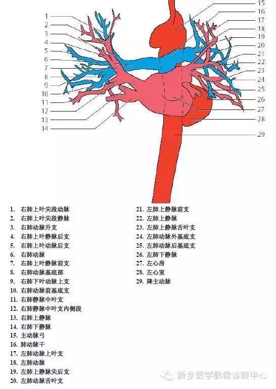 乳内动脉解剖图图片