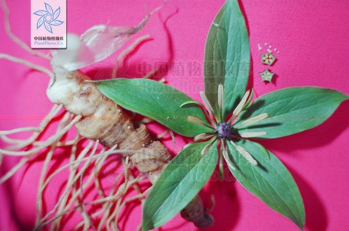 七叶一枝花图片