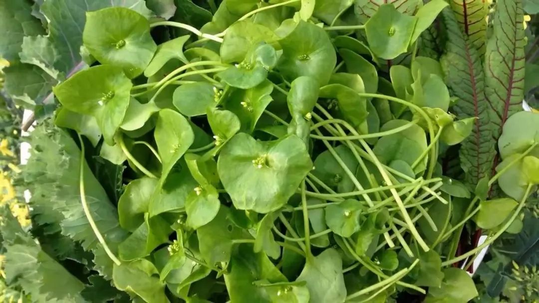 (claytonia)第五种,春美草和第一次霜冻之后时间可