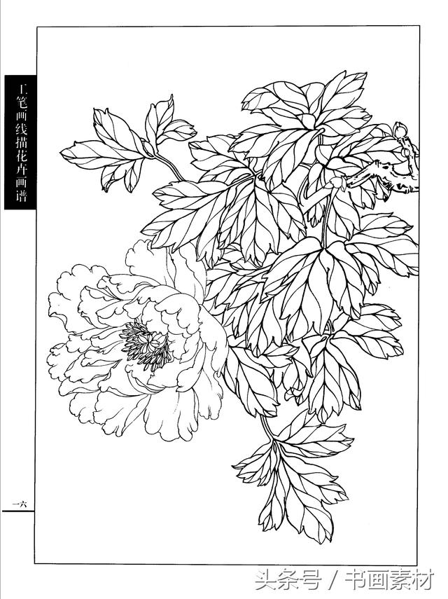 工笔花卉白描简单图片