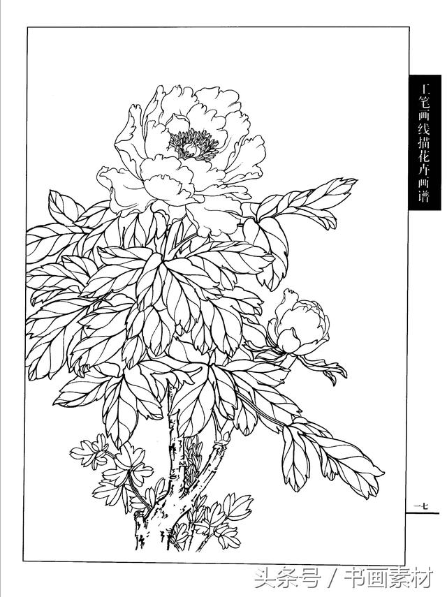 書畫素材工筆畫線描花卉畫譜牡丹篇白描上色步驟講解非常詳細