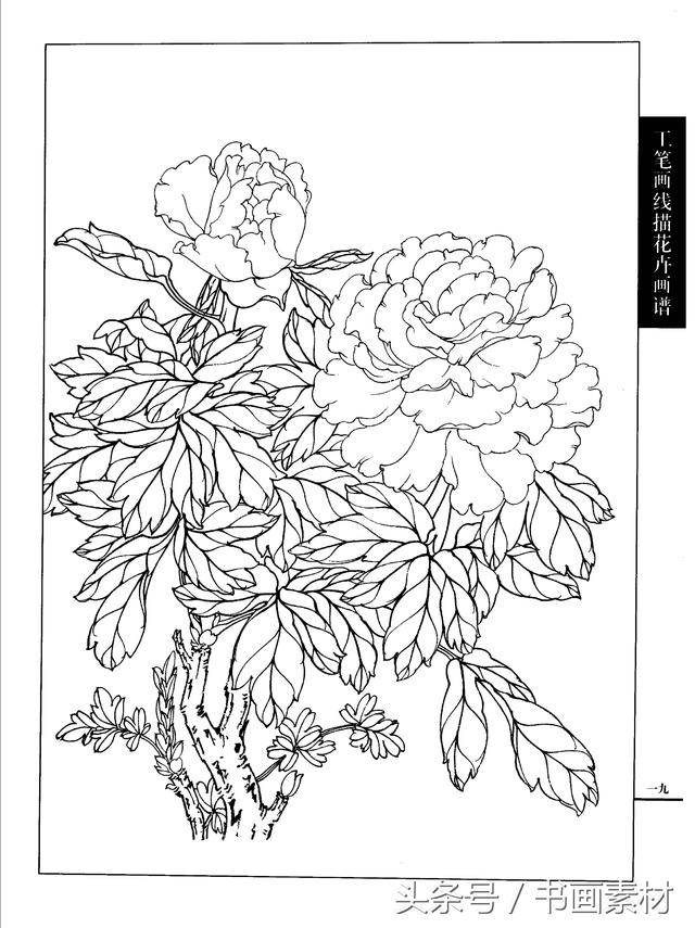 书画素材工笔画线描花卉画谱牡丹篇白描上色步骤讲解非常详细