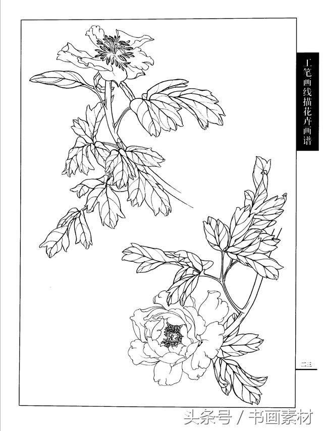 工笔白描花卉简单图片