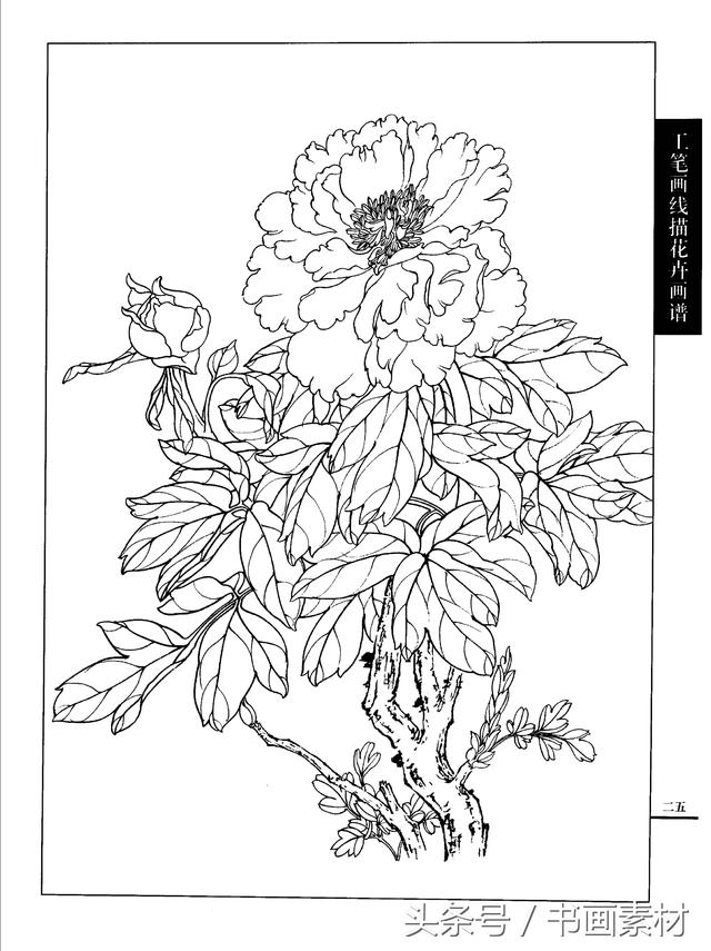 书画素材工笔画线描花卉画谱牡丹篇白描上色步骤讲解非常详细