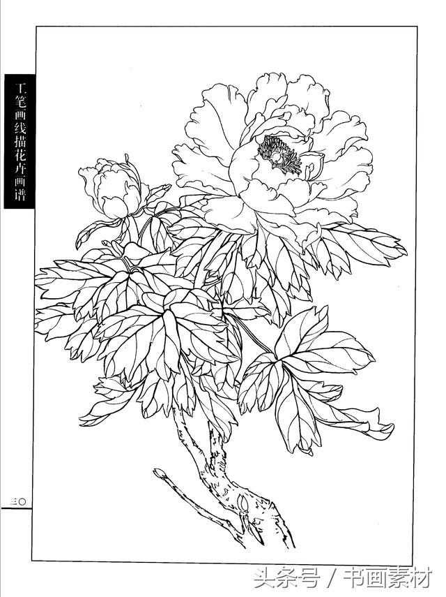 书画素材工笔画线描花卉画谱牡丹篇白描上色步骤讲解非常详细