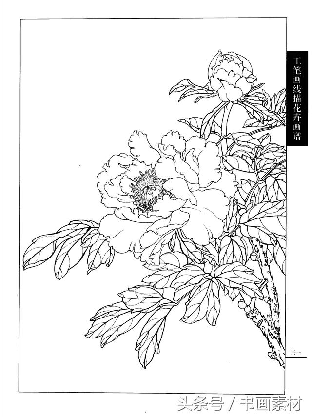 书画素材工笔画线描花卉画谱牡丹篇白描上色步骤讲解非常详细