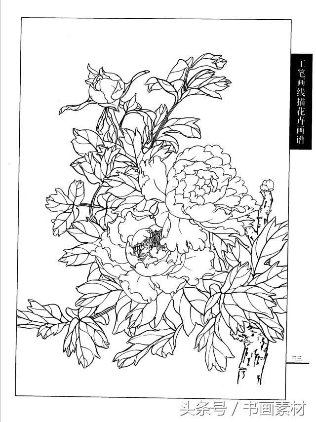 书画素材工笔画线描花卉画谱牡丹篇白描上色步骤讲解非常详细