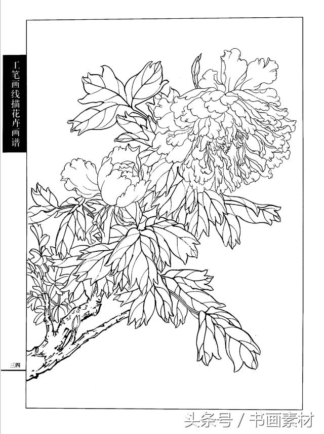书画素材工笔画线描花卉画谱牡丹篇白描上色步骤讲解非常详细