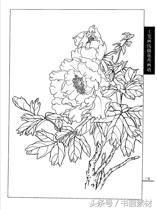 書畫素材工筆畫線描花卉畫譜牡丹篇白描上色步驟講解非常詳細