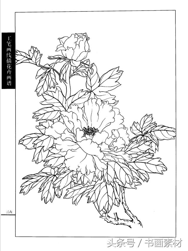 书画素材工笔画线描花卉画谱牡丹篇白描上色步骤讲解非常详细