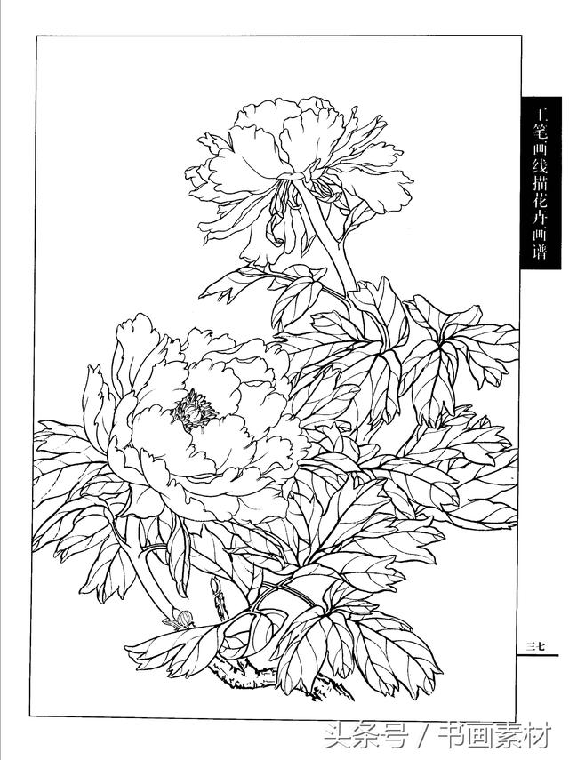 书画素材工笔画线描花卉画谱牡丹篇白描上色步骤讲解非常详细