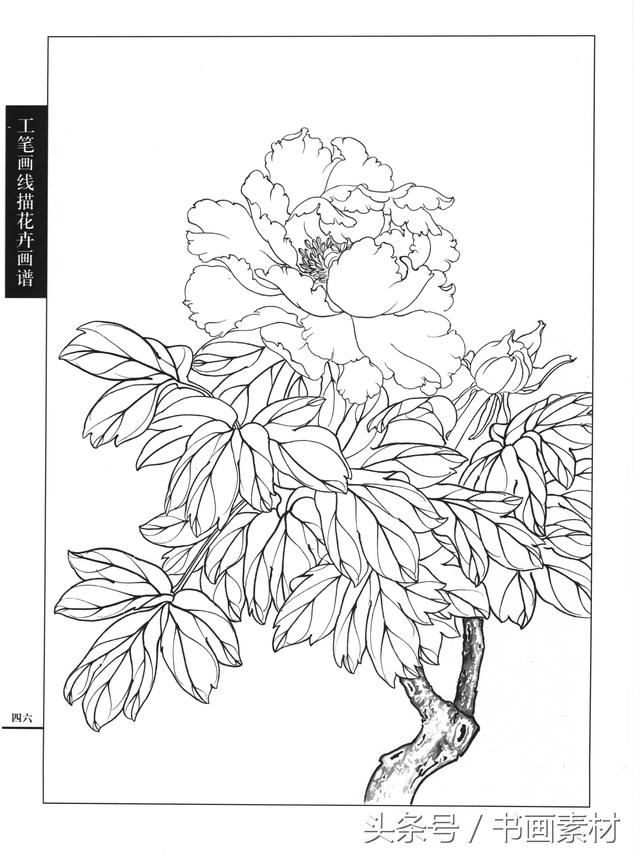 书画素材工笔画线描花卉画谱牡丹篇白描上色步骤讲解非常详细