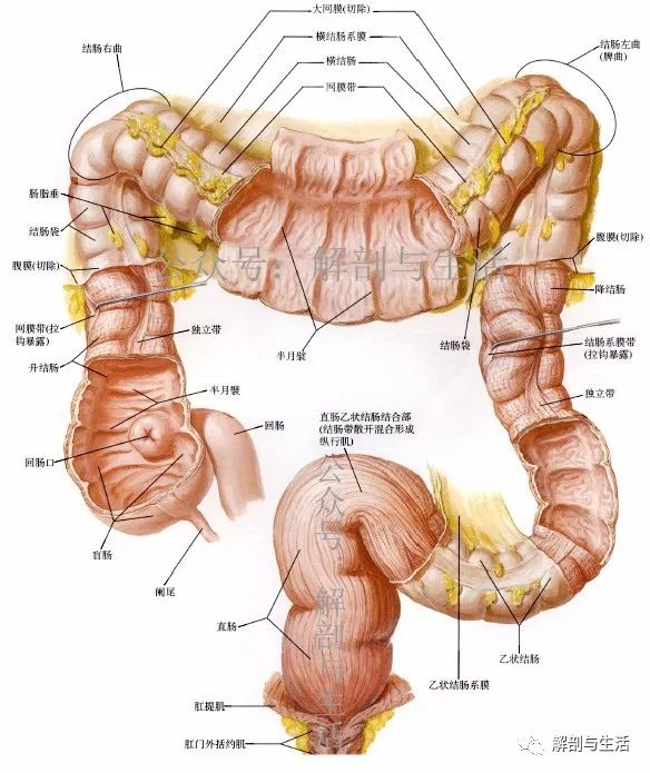 人体结肠结构图图片