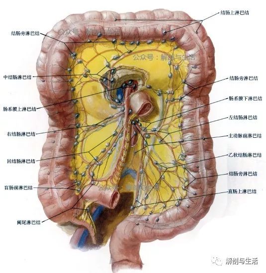 结肠的实用临床外科解剖