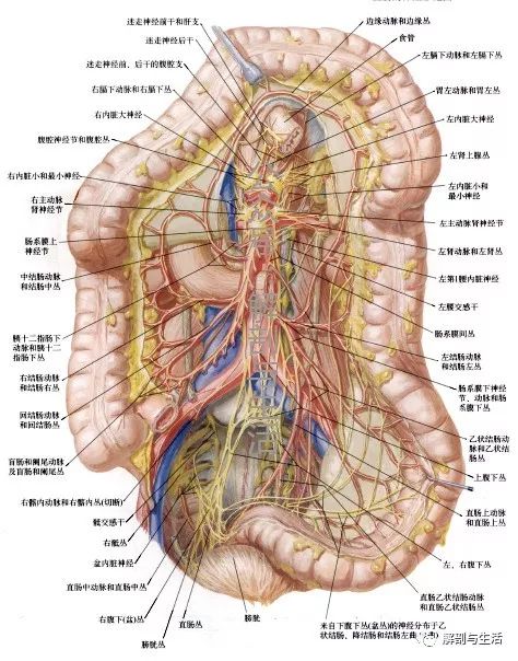 间隙和平面升,降结肠在胚胎早期为腹膜内位器官,也有肠系膜,在胚胎