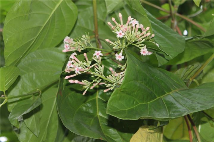 百花园金鸡纳树