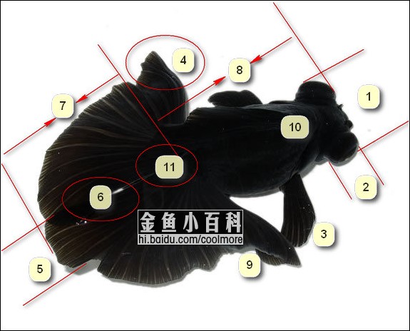 蝶尾金鱼公母区分图解图片