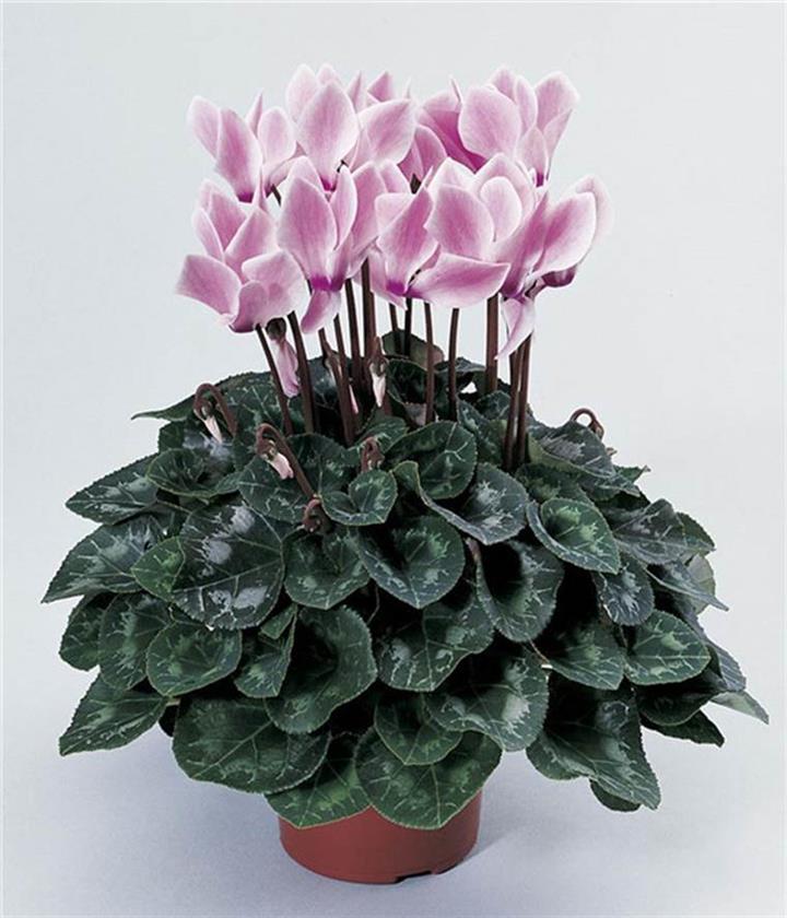 1,是倒着长的,花蕊向下,花瓣向上,像兔子的耳朵,俗称兔子花.